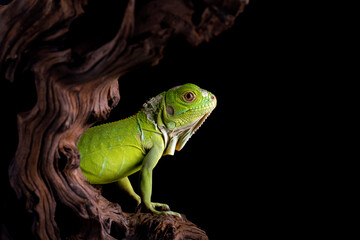 Baby Green Iguana in a conservation area.