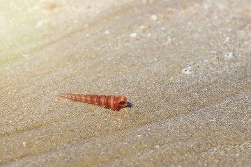 A seashell fragment on the beach with the waves beat in summer time background. Nature background concept.