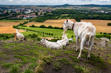 Obraz premium Goats on top of hill Zebin, town Jicin and field, Czechia.