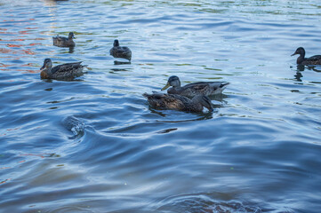 Ducks swimming in the bay
