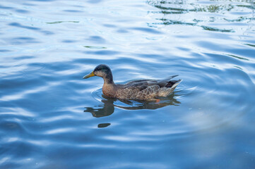 Duck swimming in the bay