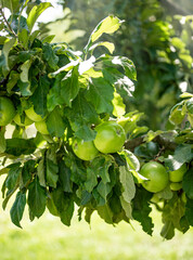 Fototapeta premium Granny smith apple tree