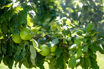 Granny smith apple tree