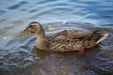 Duck swimming in the bay