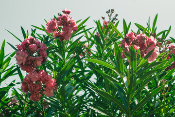 Nerium oleander