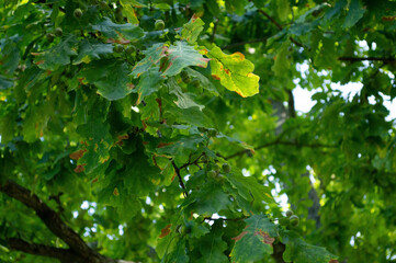 Oak tree with green acorns in summer