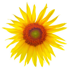 Sunflower head isolated on white background.