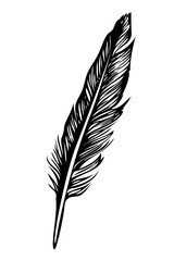 Feather - vector ink drawing, black and white, hand drawn