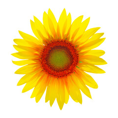 Sunflower head isolated on white background. Sun symbol.