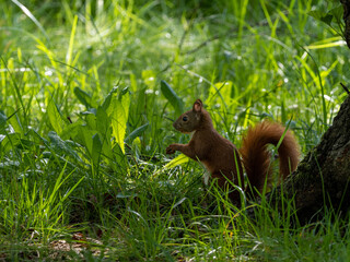 Eichhörnchen
