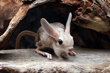 The Long-eared Jerboa (Euchoreutes naso) on wood.