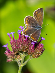 Schmetterling