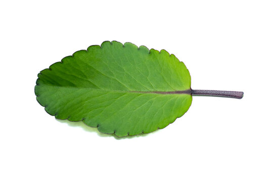 patharkuchi (Patharchatta) leaf With White background, kalanchoe pinnata