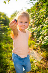Little girl picking blackberry in raspberry self-picking plantation in Czech republic