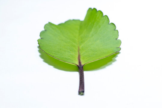 patharkuchi (Patharchatta) leaf With White background, kalanchoe pinnata