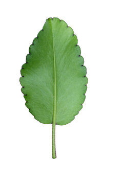 patharkuchi (Patharchatta) leaf With White background, kalanchoe pinnata
