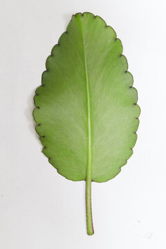 patharkuchi (Patharchatta) leaf With White background, kalanchoe pinnata
