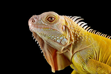 Closeup head of Yellow Iguana Albino.