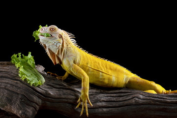 Yellow albino iguana is a herbivore, eating vegetables.