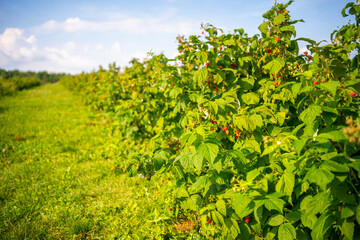 Fototapeta na wymiar Branches of ripe red juicy raspberry in raspberry self-picking plantation in Czech republic