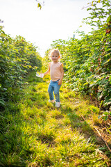 Little girl picking blackberry in raspberry self-picking plantation in Czech republic