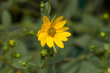 yellow flower in a garden