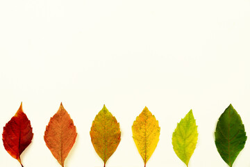 Frame of dry fallen leaves with color gradient green to red. Design template for logo, invitation, greetings. Fall laconic stylish minimalist deciduous foliage border. Layout card with autumn mood.