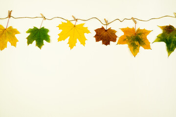 Green and yellow maple leaves attached with clothespin to craft rope. Frame dry fallen leaves....