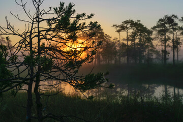 swamp pine silhouettes against morning sun, foggy swamp landscape with swamp pines and traditional swamp vegetation, blurred background, fog in swamp