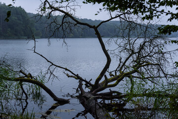 LAKE - An old tree sunk in the water