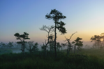 Fototapeta na wymiar warm sun sunrise in swamp landscape, foggy swamp with summer colors, natural swamp vegetation, swamp pines