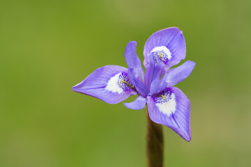 photos of wild plants, blue wildflowers.
