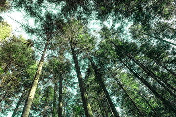 Fototapeta premium View from bottom. Pine trees forest against blue sky