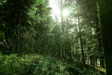 Fototapeta premium Warm light through trees in the forest. Empty forest summer time