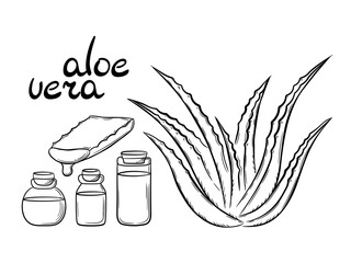 Collection of medicinal plant aloe vera and succulent cut of the stem. Hand drawn plant bush in line style. Isolated vector illustration.