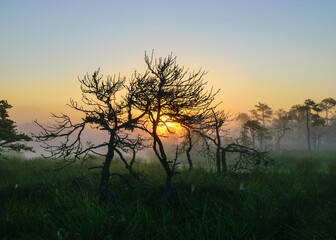 Plakat warm sun sunrise in swamp landscape, foggy swamp with summer colors, natural swamp vegetation, swamp pines