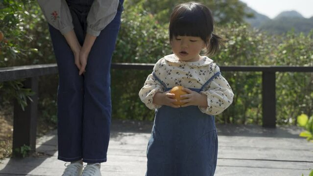 cropped shot with closeup innocent Asian toddler girl is picking up the orange from the wooden deck and handing it to her parent standing at the back.