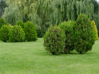 landscape design. green lawn with curly shrubs