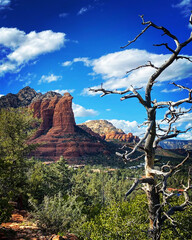 Dead tree in the Sedona desert
