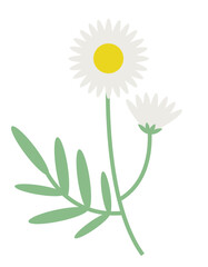Chamomile sprig in flat style. Beautiful wildflower.