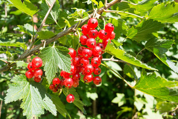 A bunch of red currant berries on a bush on a sunny day