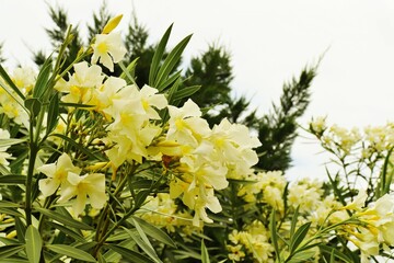 White, bright, profusely blooming oleander