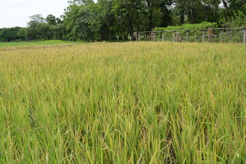 Organic jasmine rice fields (Do not use chemicals) is producing yellow ears of rice. A small paddy field with a scarecrow on the side of the paddy field.
