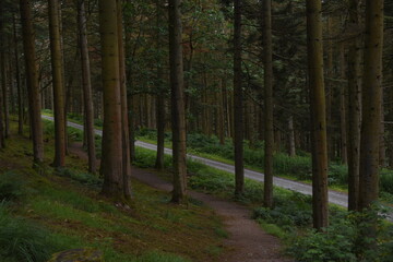 Obraz premium the forest path that goes through hafod estate near devils bridge