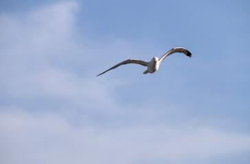 A lonely seagull flies over the blue sky. Seagull hunting fish over the sea.