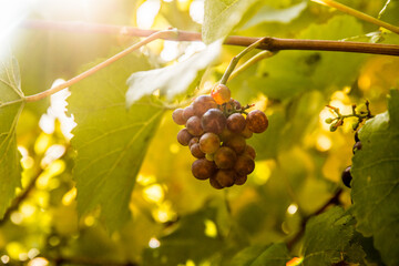 bright sunny lit grape on a vineyard, winery in Martinbourough New Zealand