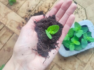 Roślina kiełkująca w glebie na dłoni
