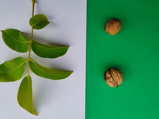 Orzech włoski - owoce i liście