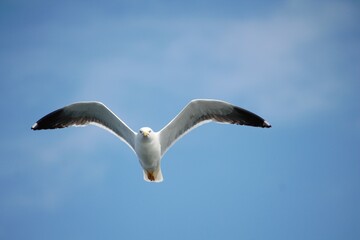 seagull flying in the sky