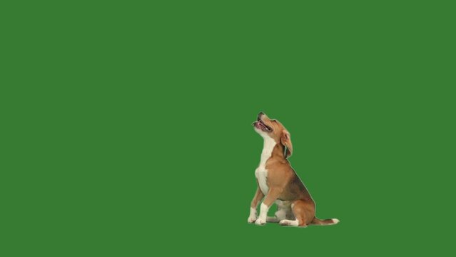 funny playful dog on green screen